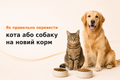 Як правильно перевести кота або собаку на новий корм фото